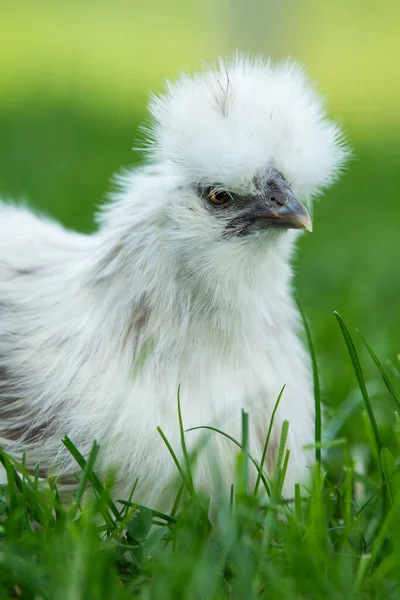 Silkie Κοτόπουλο Στη Φύση Φόντο — Φωτογραφία Αρχείου