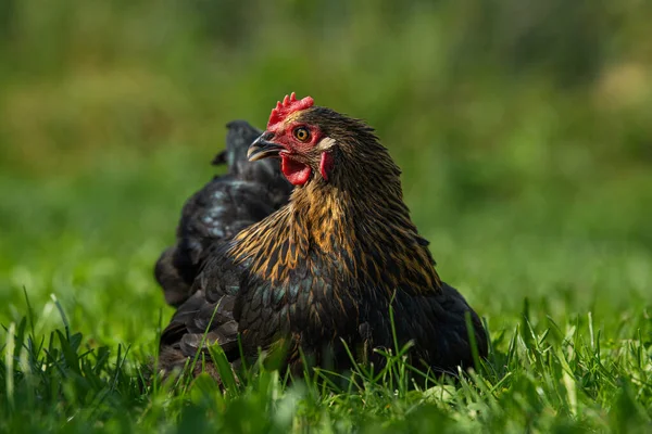 Курица Маранс Природе — стоковое фото