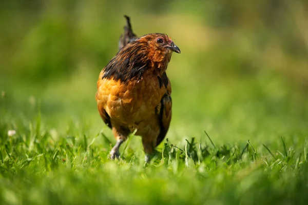 Kuře Letní Louce — Stock fotografie