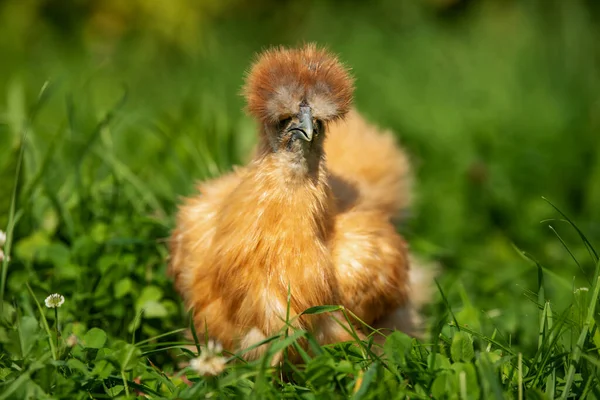 Silkie Hen Nature Backgroud — Stock Photo, Image