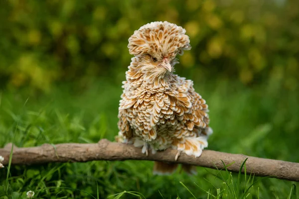 Курица Падуанер Природе — стоковое фото