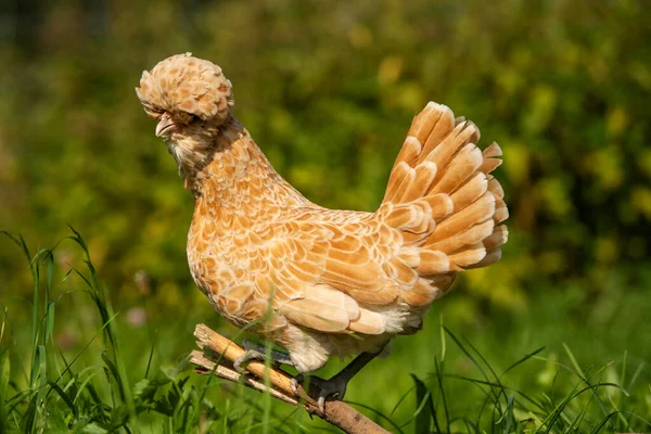 Paduaner Κότα Στο Φόντο Της Φύσης — Φωτογραφία Αρχείου