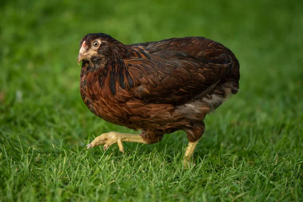 夏の牧草地で鶏 — ストック写真