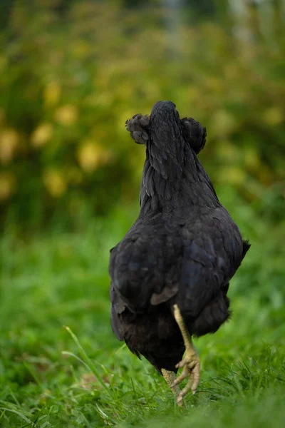 Κοτόπουλο Καλοκαιρινό Λιβάδι — Φωτογραφία Αρχείου