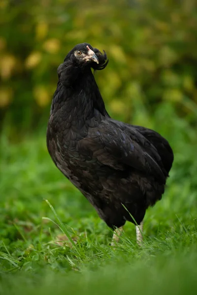 Курица Летнем Лугу — стоковое фото