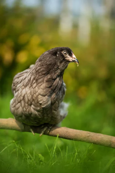 自然界背景中的阿劳卡纳母鸡 — 图库照片