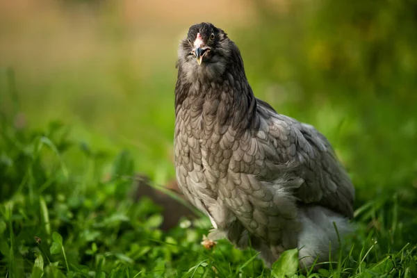 Kuře Letní Louce — Stock fotografie