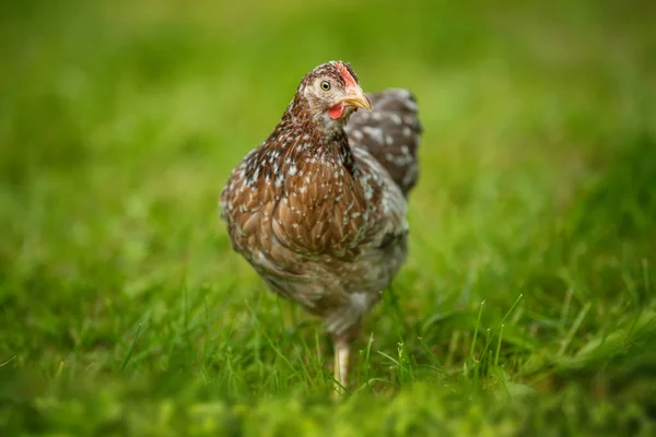 Huhn Auf Der Sommerwiese — Stockfoto