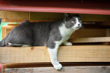 Evcil kedi bir odun yığını üzerinde