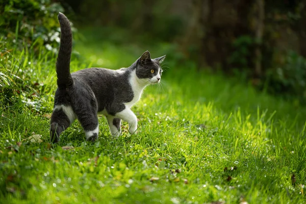 Çayırdaki Evcil Kedi — Stok fotoğraf
