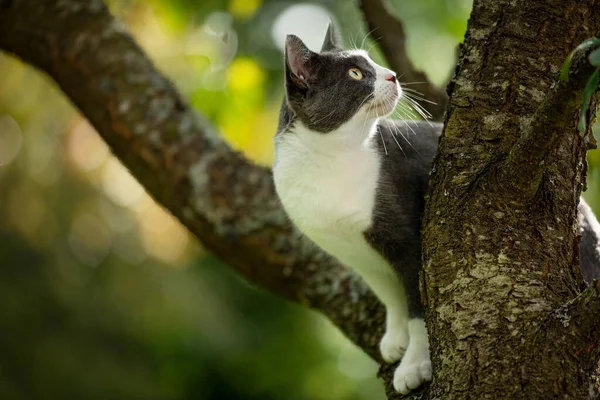 Hazai Macska Egy Val Természet Háttér — Stock Fotó