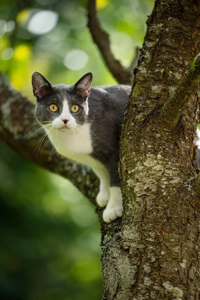 Doğası Gereği Ağaçta Yaşayan Evcil Bir Kedi — Stok fotoğraf