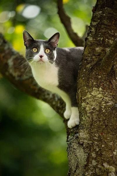 Doğası Gereği Ağaçta Yaşayan Evcil Bir Kedi — Stok fotoğraf