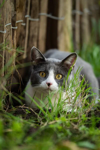 Gato Doméstico Jardim — Fotografia de Stock