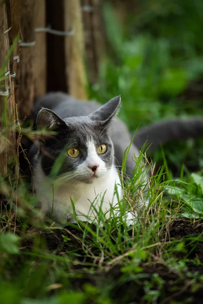 Domácí Kočka Zahradě — Stock fotografie
