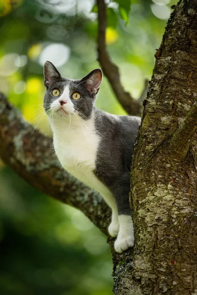 Kucing Domestik Pohon Dengan Latar Belakang Alam — Stok Foto