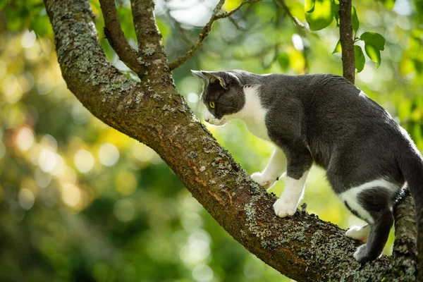 有自然背景的树上的家猫 — 图库照片
