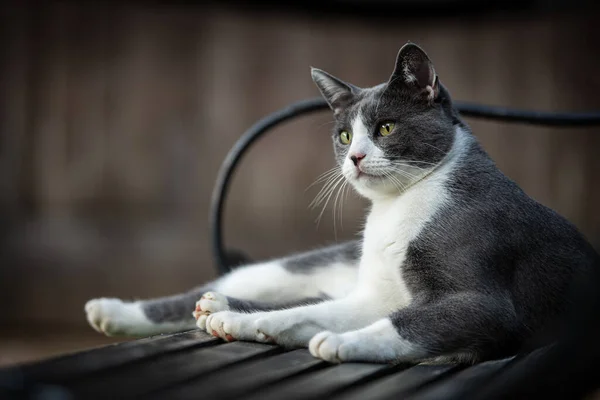 Kucing Domestik Bangku Taman Melihat Kejauhan — Stok Foto