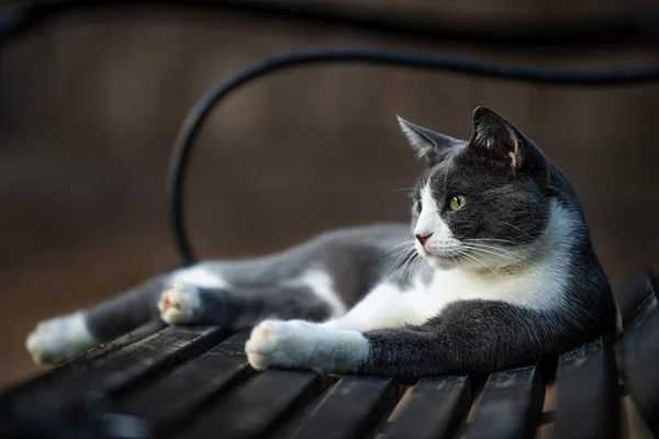 Domestic Cat Garden Bench Looking Distance — Stock Photo, Image