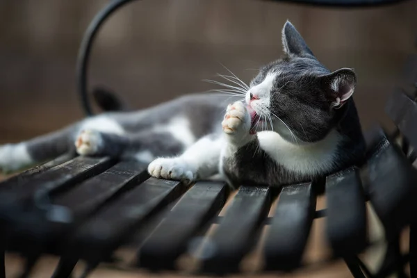 Domestic Cat Garden Bench Licking His Paw — Stock Photo, Image