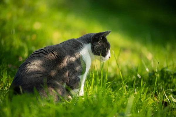 정원에 집고양이 — 스톡 사진