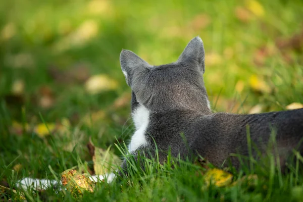 Belföldi Macska Fekvő Ina Őszi Rét Nézi Távolságot — Stock Fotó