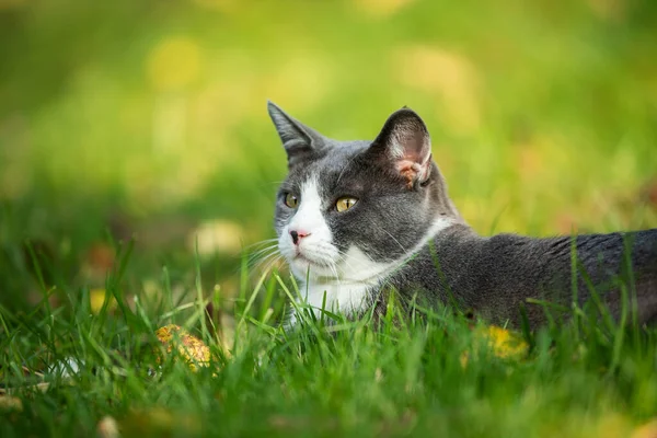 Kucing Domestik Terbaring Padang Rumput Musim Gugur Dan Melihat Kejauhan — Stok Foto