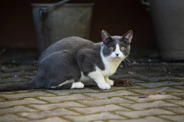 Kucing Domestik Sebuah Peternakan — Stok Foto