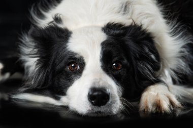 Yorgun çoban köpeği