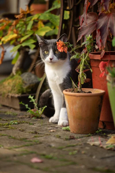 Gato Doméstico Sentado Uma Frente Uma Casa Olhando Para Câmera — Fotografia de Stock