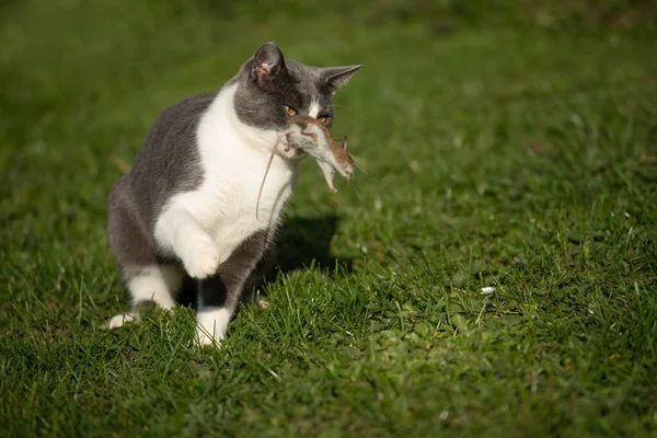 Κατοικίδια Γάτα Έναν Κήπο Κυνηγούν Ένα Ποντίκι — Φωτογραφία Αρχείου