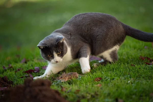 Домашняя Кошка Саду Охотится Мышь — стоковое фото