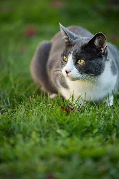 Domestic Cat Garden Hunting Mouse — Stock Photo, Image
