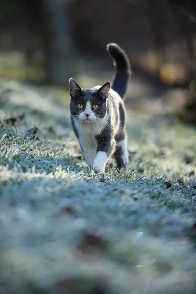 Kucing Domestik Padang Rumput Beku — Stok Foto