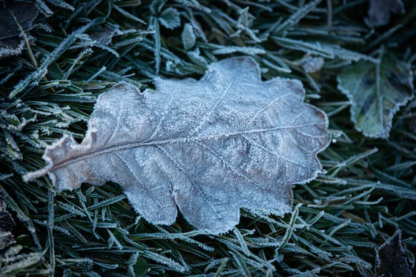 Donmuş Bir Çayırda Donmuş Bir Yaprak — Stok fotoğraf