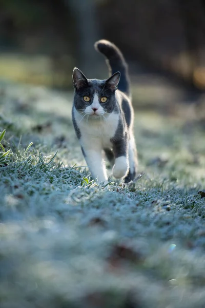 Donmuş Çayırdaki Evcil Kedi — Stok fotoğraf