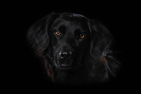 黑色背景上的黑色狗 — 图库照片