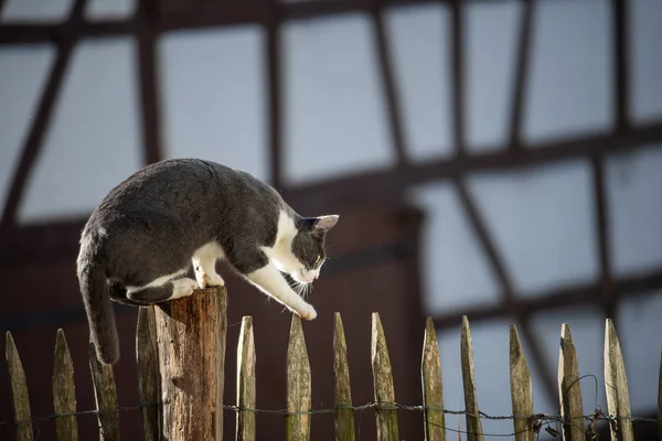 Домашня Кішка Саду — стокове фото