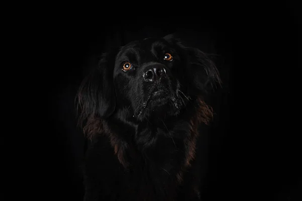 Czarny Pies Czarnym Tle Patrzy Górę — Zdjęcie stockowe