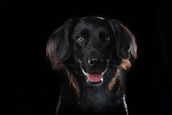 Anjing Hitam Bahagia Latar Belakang Hitam — Stok Foto