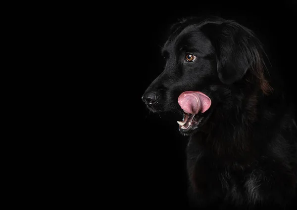 Czarny Pies Czarny Tło Liże Jego Usta — Zdjęcie stockowe