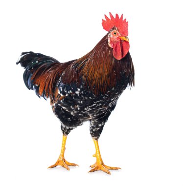 Beyaz arka plan üzerinde izole horoz