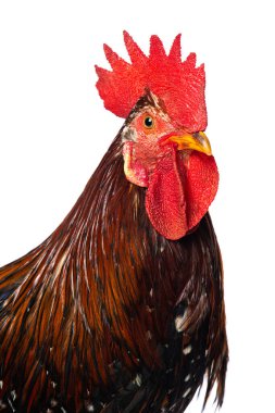 Beyaz arka plan üzerinde izole horoz