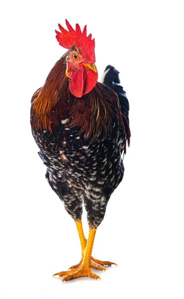 Cock Isolated White Background — Stock Photo, Image