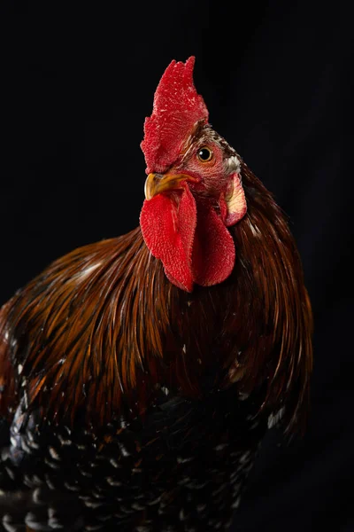 Polla Aislada Sobre Fondo Negro —  Fotos de Stock
