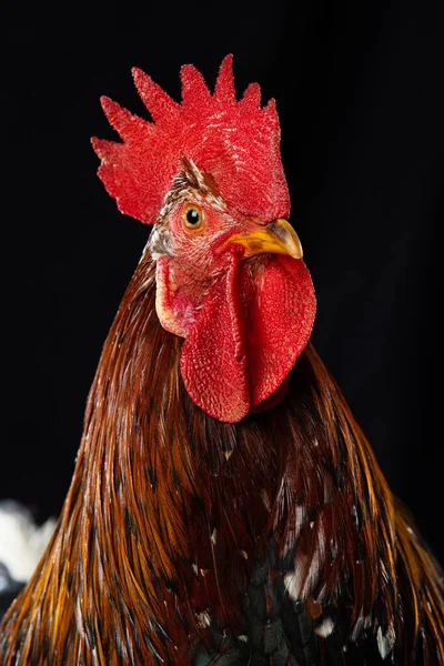 Cock Isolated Black Background — Stock Photo, Image
