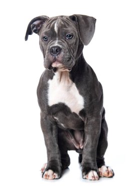 Beyaz arka planda izole edilmiş yaşlı İngiliz bulldog köpeği.