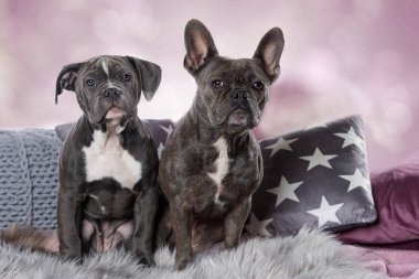 Kanepede oturan iki köpek.