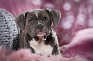 Yaşlı İngiliz buldog köpeği kanepede yatıyor.