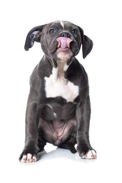 Régi Angol Bulldog Kiskutya Elszigetelt Fehér Háttér — Stock Fotó